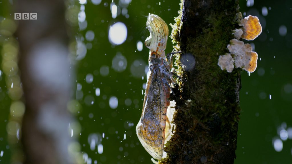 Hybrid Log Gamma dezvoltat de BBC si NHK Japonia
